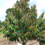 ដីចម្ការសម្រាប់លក់ មានដំណាំខ្លះ