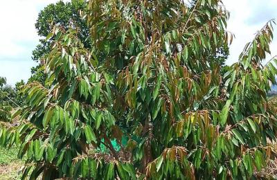 ដីចម្ការសម្រាប់លក់ មានដំណាំខ្លះ