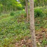 លក់ដីចម្ការកៅស៊ូ